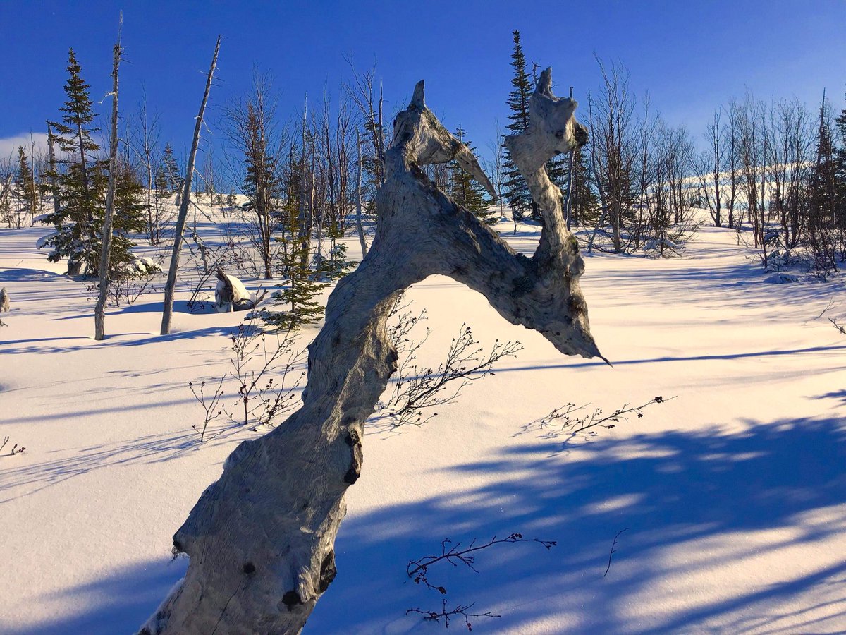 labradorhome's tweet photo. Moose hunting again. #largelabradorday https://t.co/XLpOuY5Klh