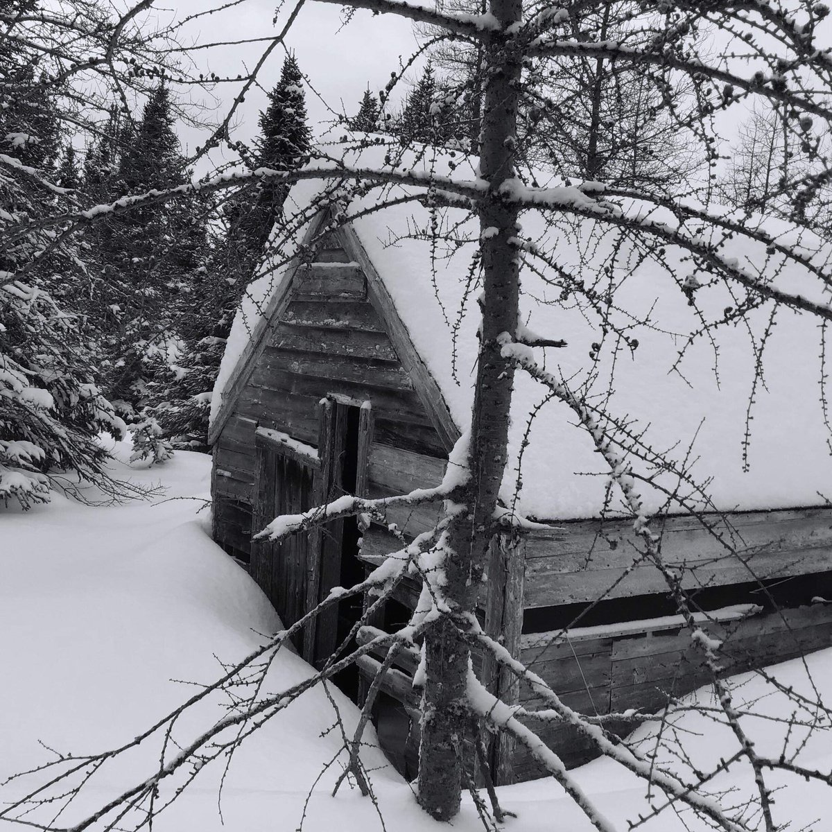 labradorhome's tweet photo. Moose hunting again. #largelabradorday https://t.co/XLpOuY5Klh