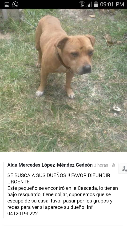 etrejo2017's tweet photo. Altos Mirandinos.  Canino se extravío por la Cascada,  se busca a su dueño @MisionNevado https://t.co/1Uv9UmPK4Q