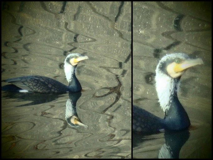 鵜のtwitterイラスト検索結果 古い順