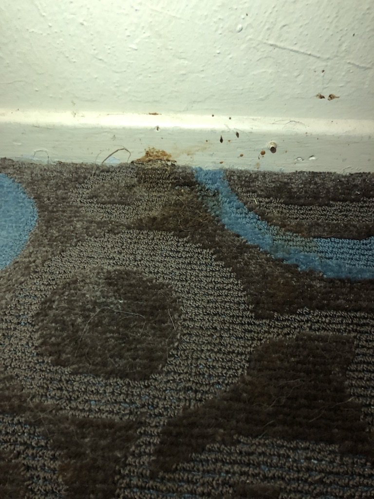 RobFarrow's tweet photo. @ChoiceHotels mold, animal poop, really? Not what I had in mind when spending $952 for a room for 4 nights for my family up at mammoth. No refunds, rude as fuck manager and the most dilapidated property I have ever seen = vacation cut short. Missed snow, missed out...pissed off. https://t.co/2aeAr652pe