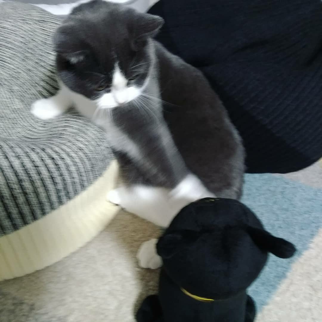 バステト神にビビっているねこ。ホアチャー!? 