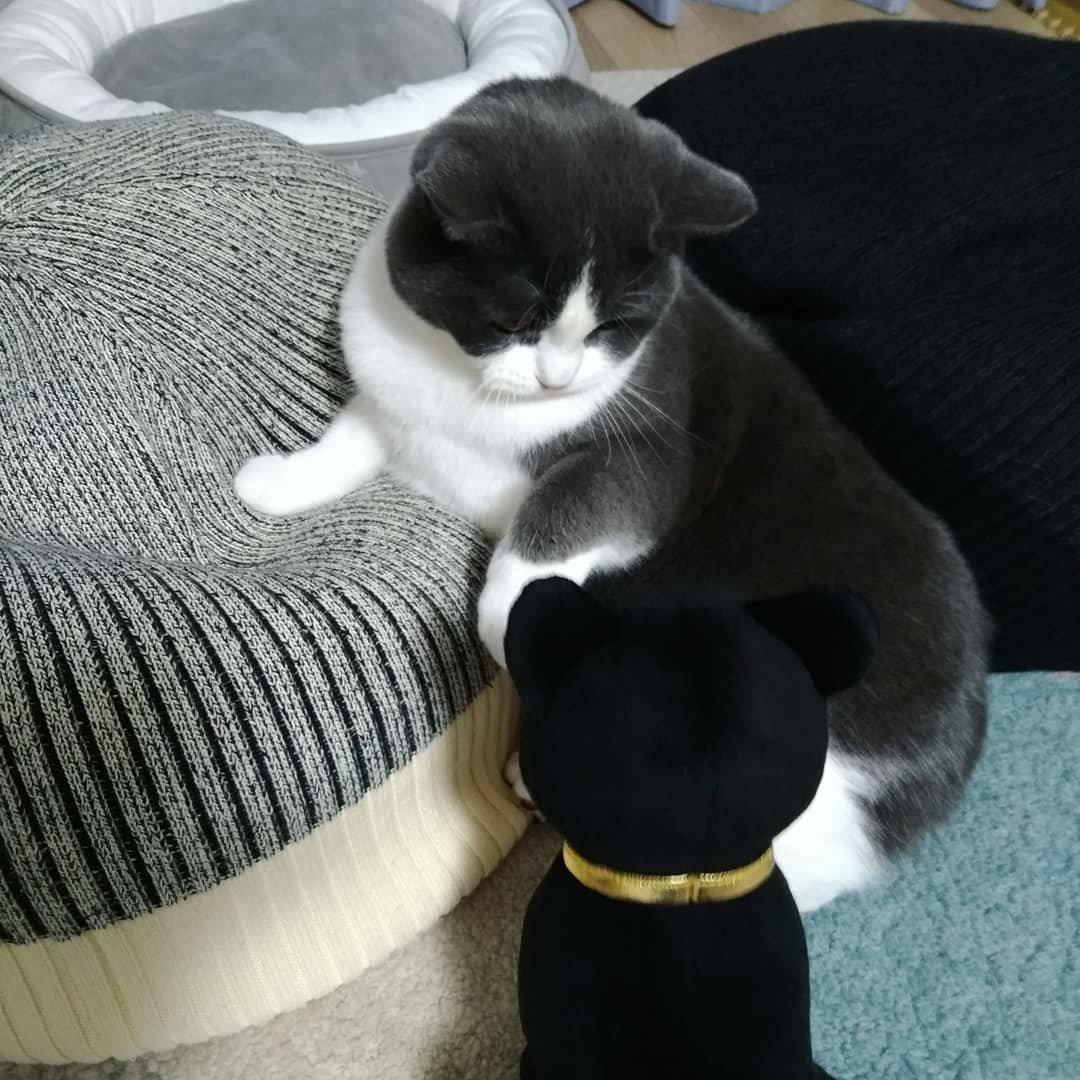 バステト神にビビっているねこ。ホアチャー!? 