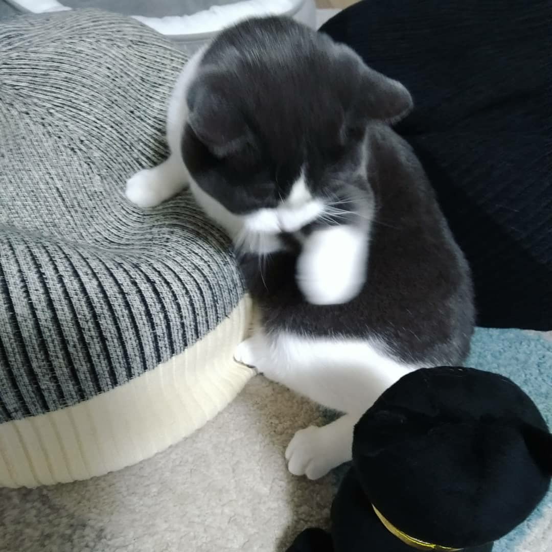 バステト神にビビっているねこ。ホアチャー!? 