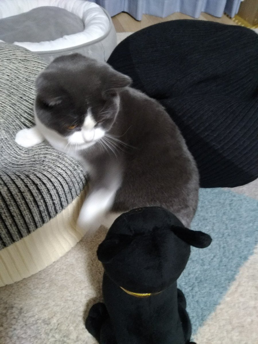 バステト神にビビっているねこ。ホアチャー!? 