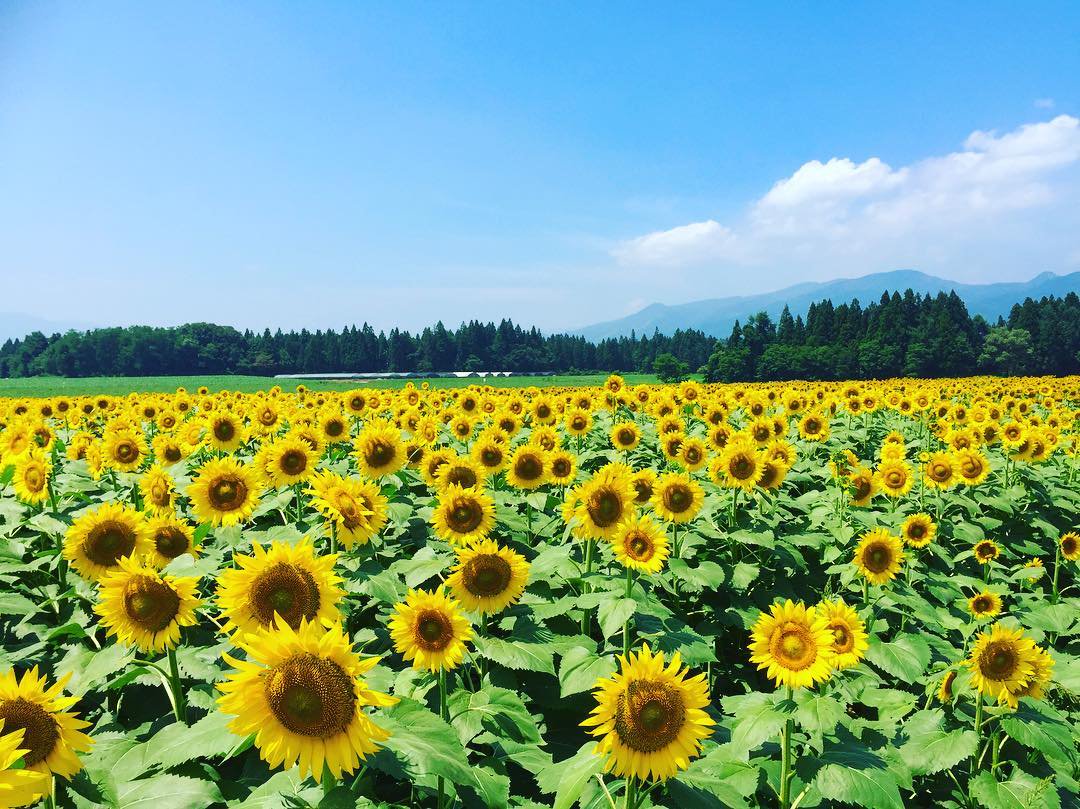 Superbview_wrd's tweet photo. 新潟県の『津南町ひまわり広場』 ★★ https://t.co/wJbD5mXQ1e