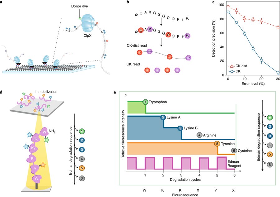 mmw_lmw's tweet photo. #Single_Cell_Proteomics | Paving the way to single-molecule protein sequencing | Protein fingerprinting schemes using fluorescence | Cees Dekker @tudelft @NatureNano https://t.co/A67WPNuS44 | #2018_SeptReCap https://t.co/eeYqv509Jr
