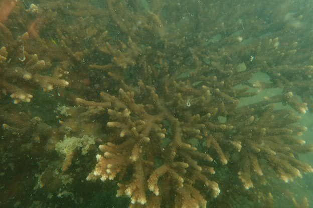 DiversLeges's tweet photo. A sight for sore eyes😢 corals are meant to be beautiful and this is sadly not. Projek kami akan datang to help these lovely creatures, watch this space! #sapukasibersih #sayangiMYLaut #unitefortheocean https://t.co/w79zCbbEEC