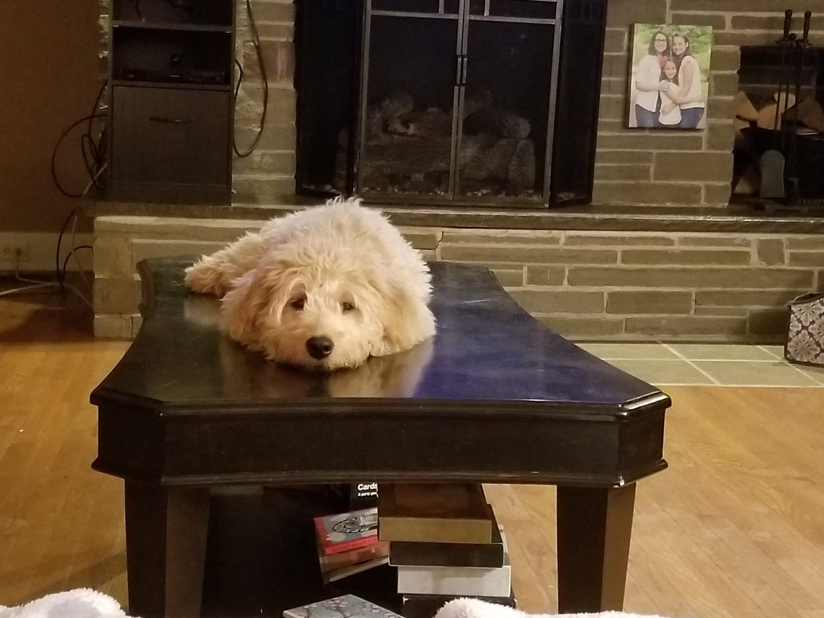 livingrooted's tweet photo. I have clearly lost control.
#goldendoodle #dogmom #toomanypets https://t.co/MOdfhGURFM