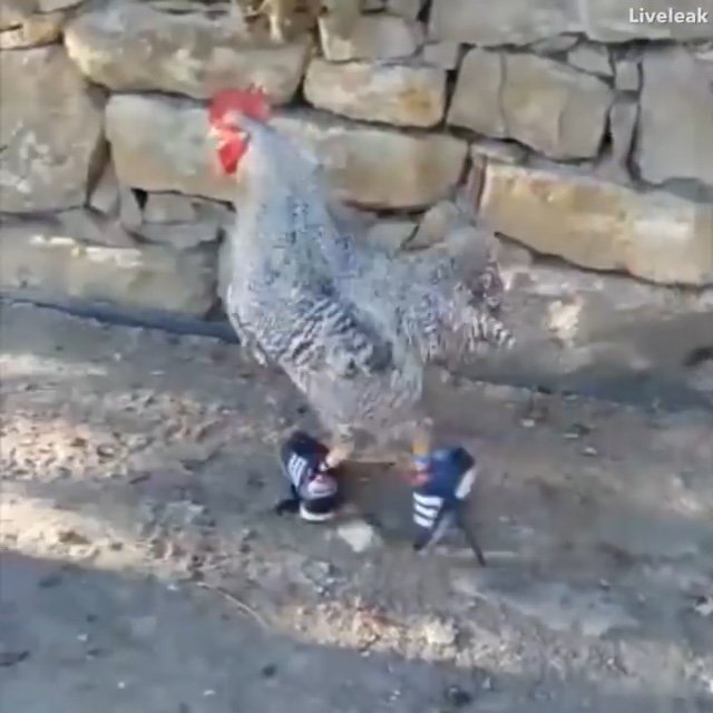 beepwad's tweet photo. chickens w shoes rt if u agree https://t.co/o43Nl2yw4j