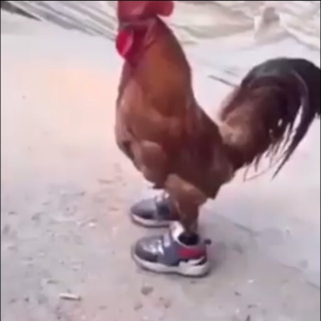 beepwad's tweet photo. chickens w shoes rt if u agree https://t.co/o43Nl2yw4j