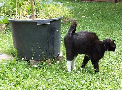 Spray Cats 
#RuinABandNameWithOneLetter