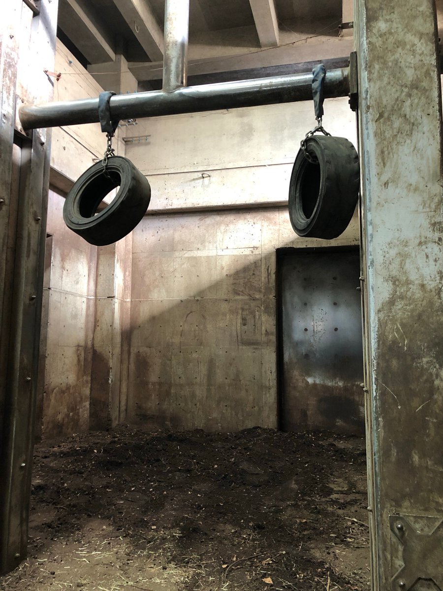 moriokazoo's tweet photo. アフリカゾウのマオのおもちゃになるように、タイヤを吊るしてやりました。冬はどうしても屋内にいる時間が長くなり、活動が減りがちですからね。別な部屋にはいつでも��浴びができるように、土山を作ってあります。 https://t.co/n7HHAWQhPv