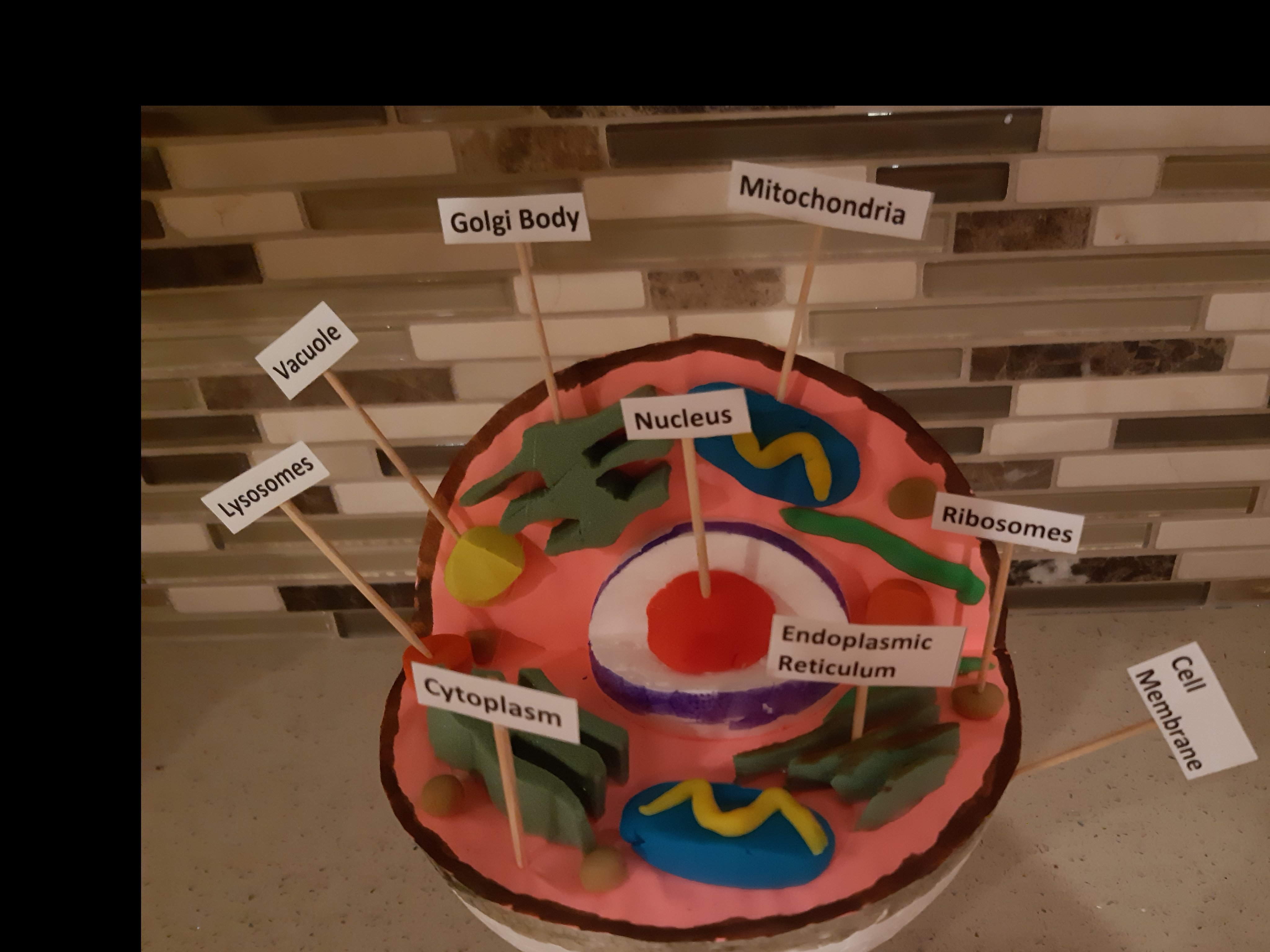 3d animal cell diagram project