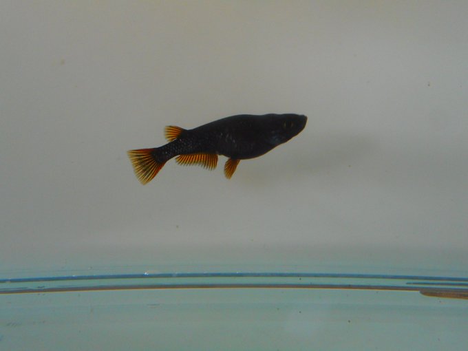 黒いメダカの種類一覧 メダカを黒くする方法も合わせて紹介 めだかlabo