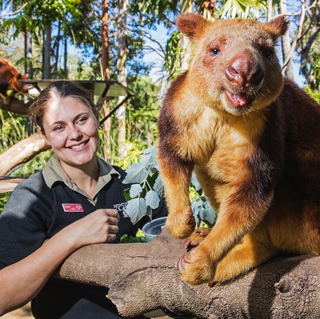 Thank you Lucy and the team at @zoossa for letting me spend an afternoon doing a behind the scenes photo shoot and video.
.
.
#zoo #treekangaroo #adelaidezoo #animalsofinstagram #photoshoot #adelaidephotographer #photojournalism #behindthescenes #adelaid… bit.ly/2R8iz8y