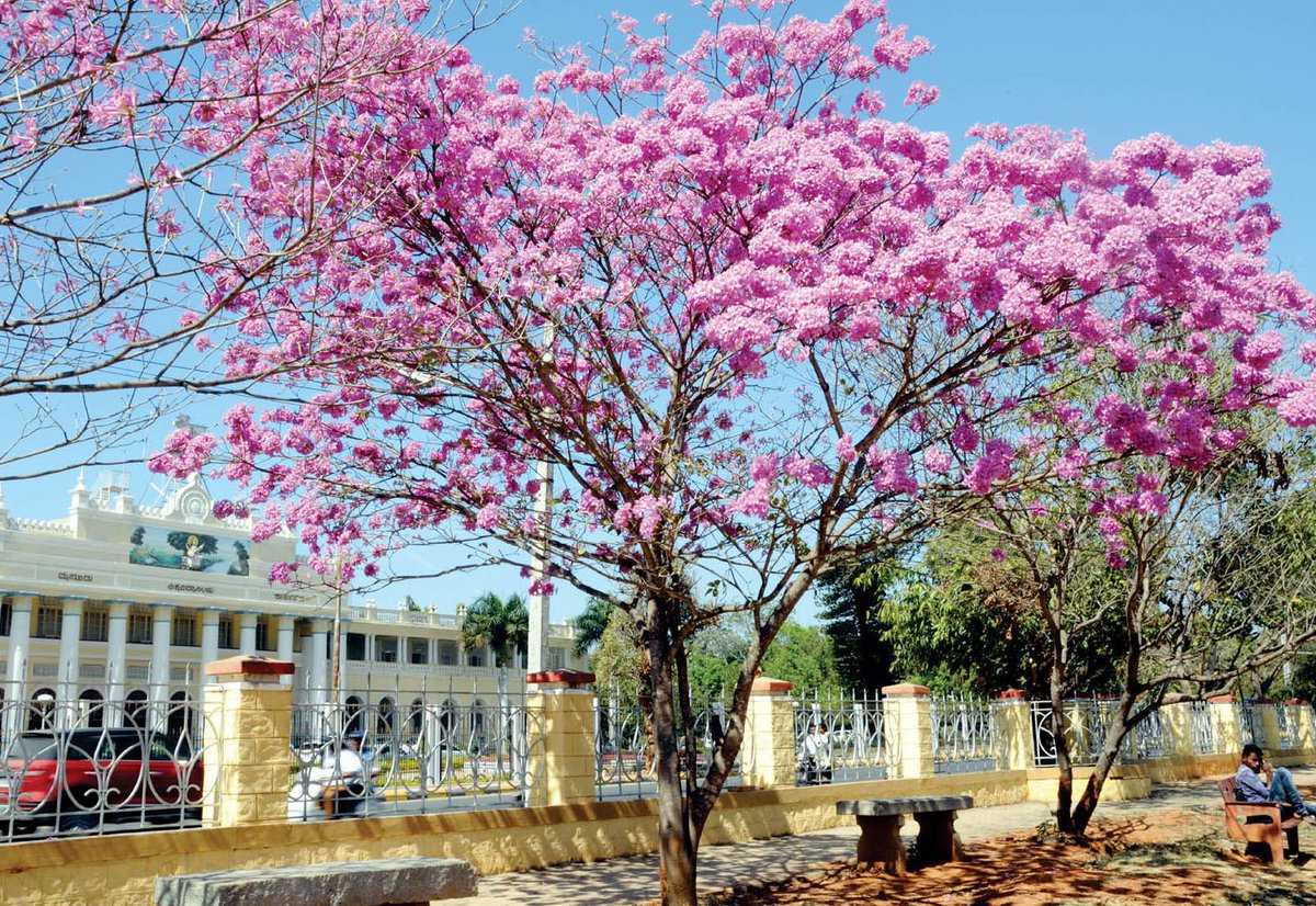 Star_Of_Mysore's tweet photo. Pink – Winter’s Secret

This is winter season and many trees in the city dress up in new garb. One of the first ornamental tree to do this is called ‘Pink Lapacho’ inside the Oval Grounds opposite Crawford Hall.

Photo by MN Lakshminarayana Yadav. https://t.co/YgjUTzCUzj