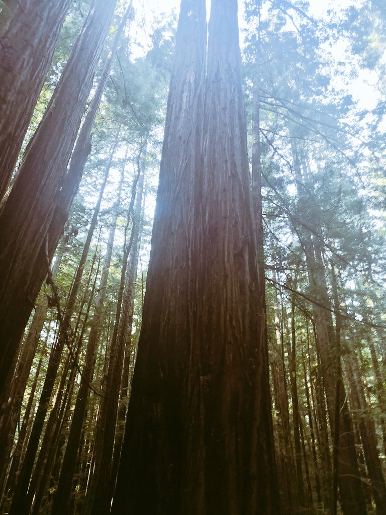 ryanfoland's tweet image. I just got back from a trip with @Cyn_McKee and @barefoot_spirit, where we kicked it with some redwood trees.  They are so impressive and a symbol of doing one thing really well. They grow tall. And they tangle roots w/ others to create strength. They give me strength. #bethetree