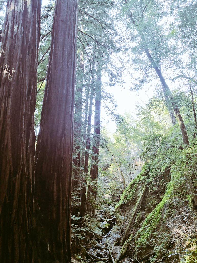 ryanfoland's tweet image. I just got back from a trip with @Cyn_McKee and @barefoot_spirit, where we kicked it with some redwood trees.  They are so impressive and a symbol of doing one thing really well. They grow tall. And they tangle roots w/ others to create strength. They give me strength. #bethetree