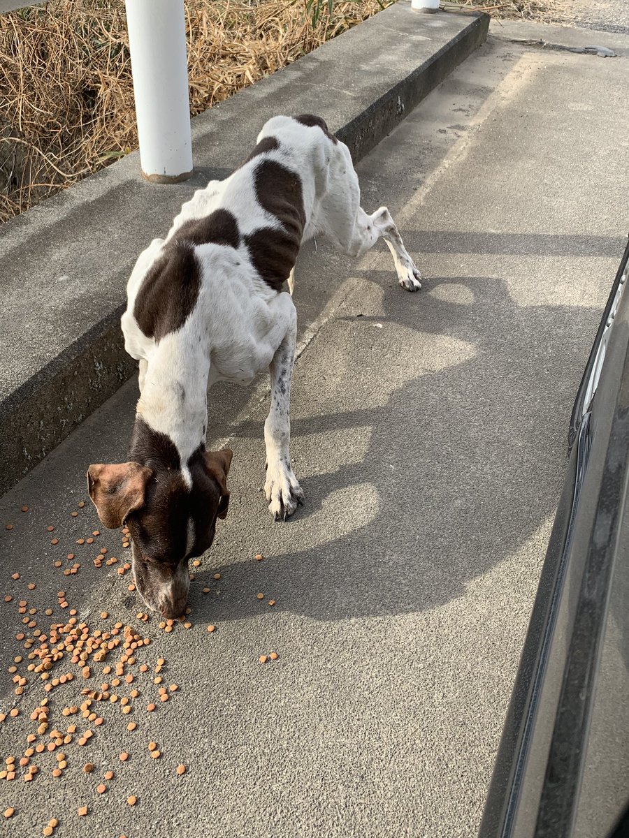 Qoochan1107's tweet photo. 群馬県伊勢崎市で迷子犬がいます！
保護しようとしていますが、噛まれそうになったり、吠えられてしまいます。
大至急拡散お願いします！
#群馬県伊勢崎市
#迷子犬
#メス
#拡散希望 https://t.co/7ztDw0ACqi