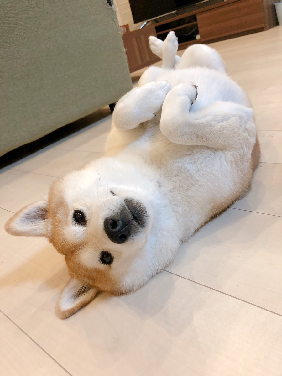 mamepic's tweet photo. 뒷다리 https://t.co/yNTLiEgEO4
