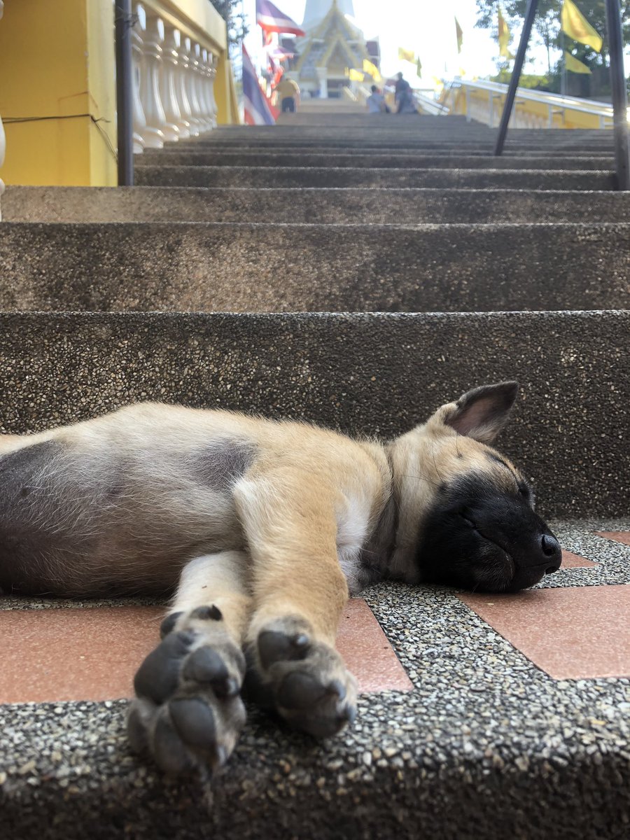 DayDekock's tweet image. Took an amazing long cycle through hau Hin to #monkeymountain just to get attacked on top by a monkey that spun me around trying to get my iced tea whilst FaceTiming my sister, she saw it all and I screamed a higher tone than a #gayboi 🤣🙈 #thailandadventures #xploreasia