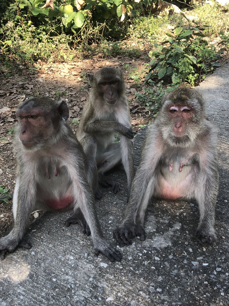 DayDekock's tweet image. Took an amazing long cycle through hau Hin to #monkeymountain just to get attacked on top by a monkey that spun me around trying to get my iced tea whilst FaceTiming my sister, she saw it all and I screamed a higher tone than a #gayboi 🤣🙈 #thailandadventures #xploreasia