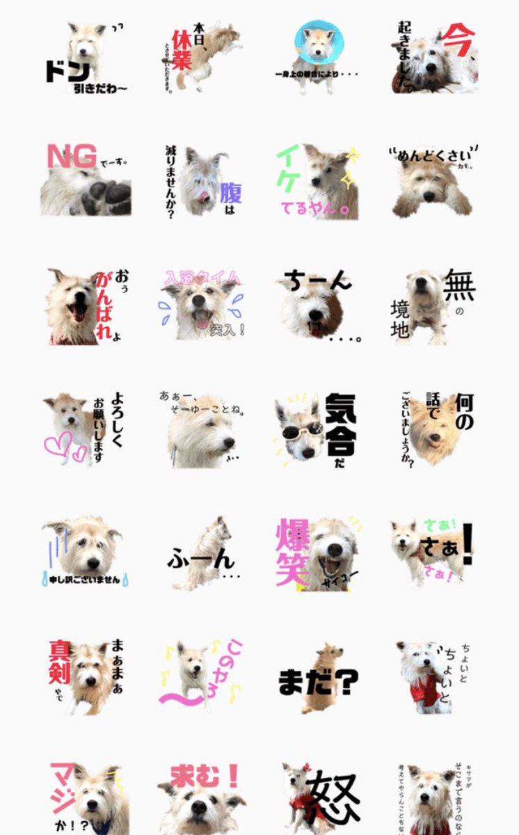 Tonydog トイチのlineスタンプできました 今回はトイチさんだけです 雑種犬 テリアミックス といち 使える系 T Co Wcvbdv2yuv 雑種犬 テリア系 雑種犬大好き テリア系雑種 犬 Lineスタンプ 自作lineスタンプ うちの子スタンプ