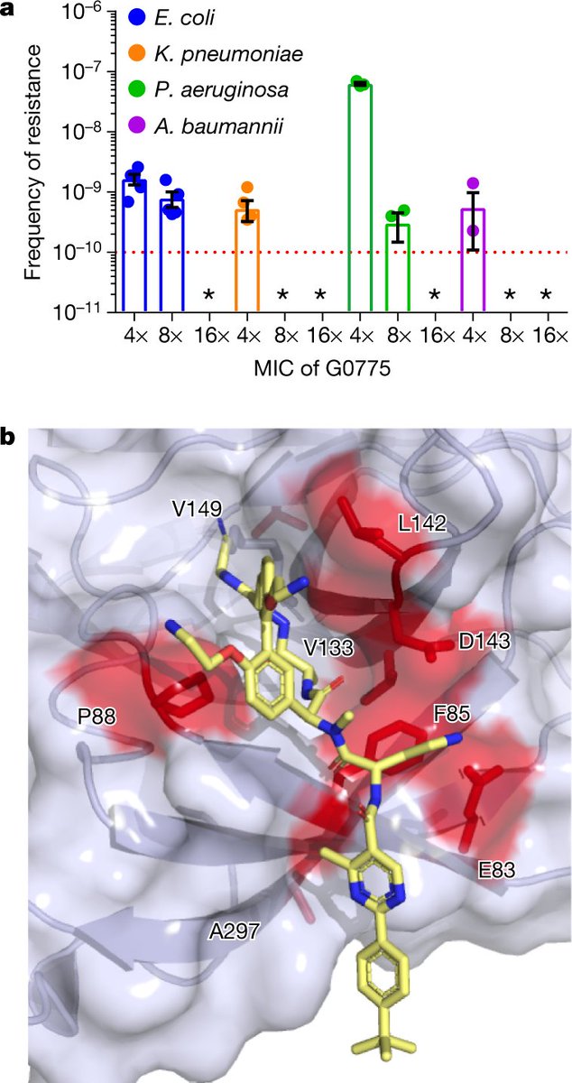 mmw_lmw's tweet photo. A New Class of Gram-Negative Antibiotics | Optimized Arylomycins inhibit bacterial type i signal peptidase and circumvents #MultiDrugResistance Mechanisms | Christopher Heise @genentech @Nature https://t.co/iKLSj5IyhZ | #2018_SeptReCap https://t.co/zXJhUzWg6Y