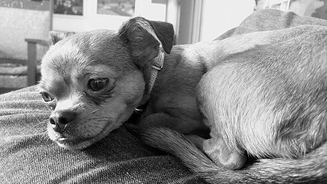 MorrisChisholm's tweet photo. #thisistiffany #chihuahua #dog #dogsofinstagram #dogstagram #dogs #chihuahuasofinstagram #puppy #cute #chihuahuas #chihuahualove #pet #instadog #love #doglover #chihuahualife #dogoftheday #pets #chihuahuafanatics #chihuahualover #doggy #instagram #ilovem… https://t.co/AUQ4gIZAOl https://t.co/CV4YPEWLwp