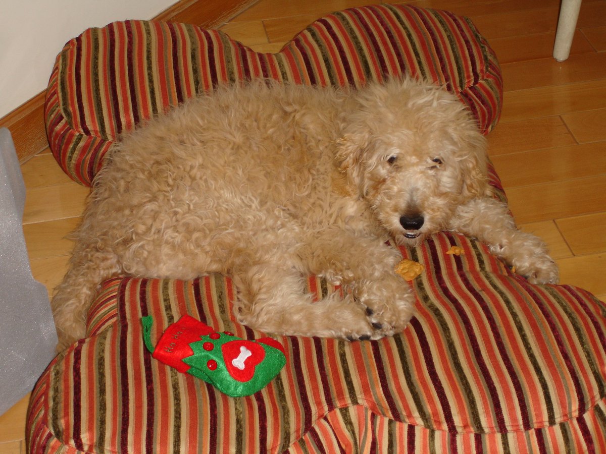 LauraEBeveridge's tweet photo. Not long ago, Sandy, my dear dog I've had since I was only 13, passed away. Sweet, shy, and playful, she stood by my side in good times and bad. Thank you, girl. You were truly a good dog 🐩 https://t.co/f7nueEQHgw