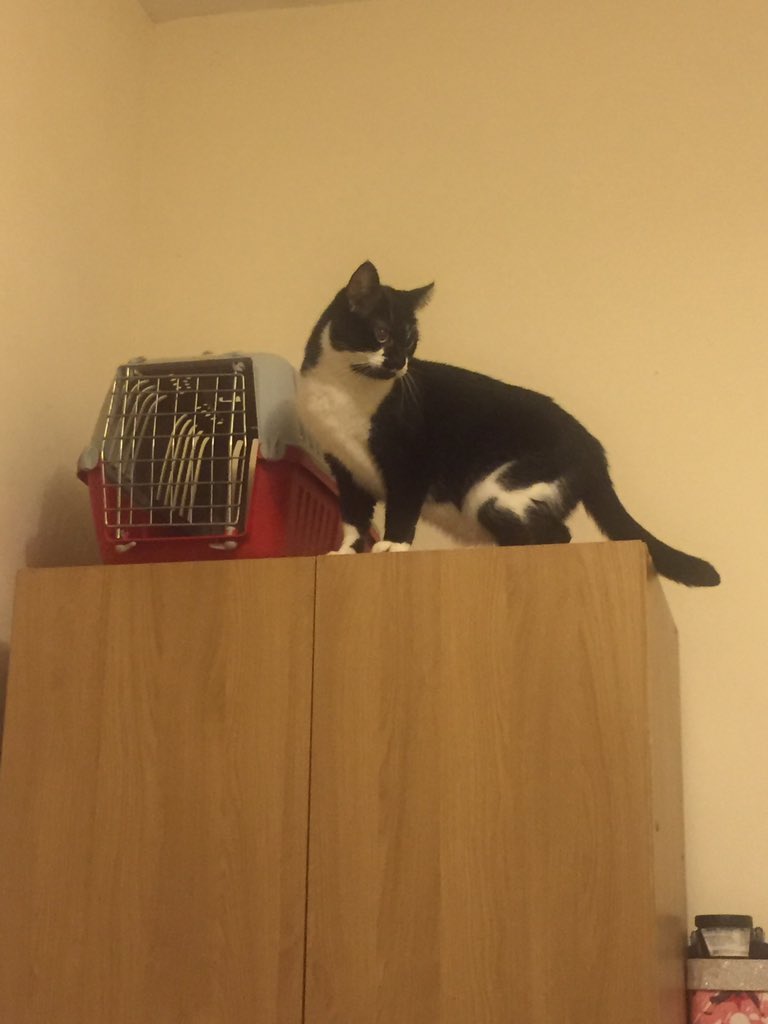 KatayaMW's tweet photo. After a very stressful day involving moving, vomiting and lots of new people, Maggie appears to be getting settled in her new home in York. Big shout out to @Cate_Rose222 for building my bed for me so I could snuggle with her last night! https://t.co/2O4ZvVi5no