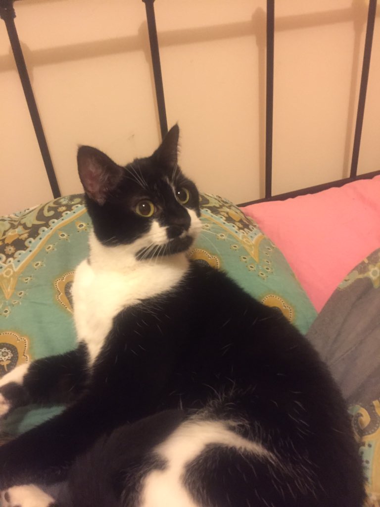 KatayaMW's tweet photo. After a very stressful day involving moving, vomiting and lots of new people, Maggie appears to be getting settled in her new home in York. Big shout out to @Cate_Rose222 for building my bed for me so I could snuggle with her last night! https://t.co/2O4ZvVi5no