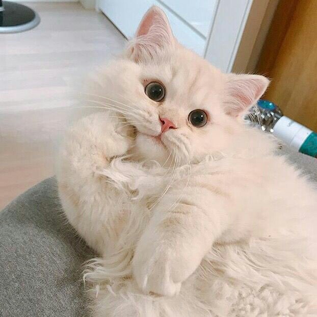 เฮียมิกซ์|กินเหล้า tweet media