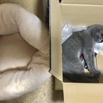 猫のためにクッション買ったのに!気に入ったのはそっちかよ!