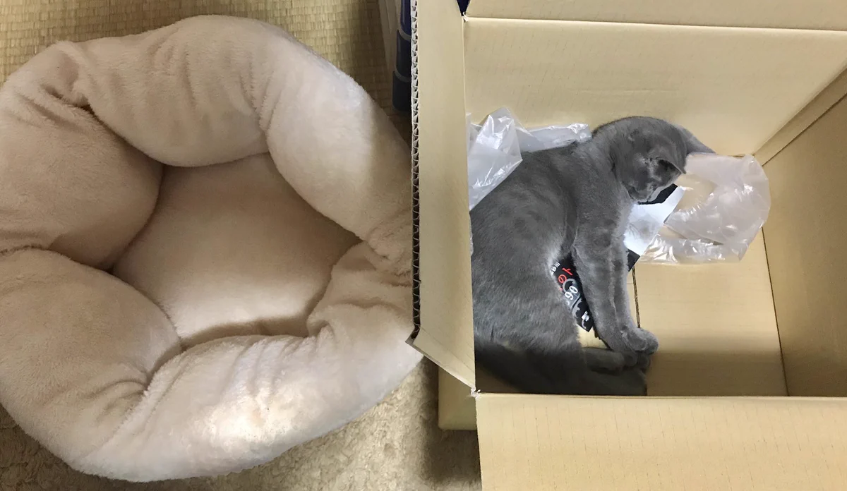 猫のためにクッション買ったのにｗｗｗ気に入ったのはそっちかよｗｗｗ