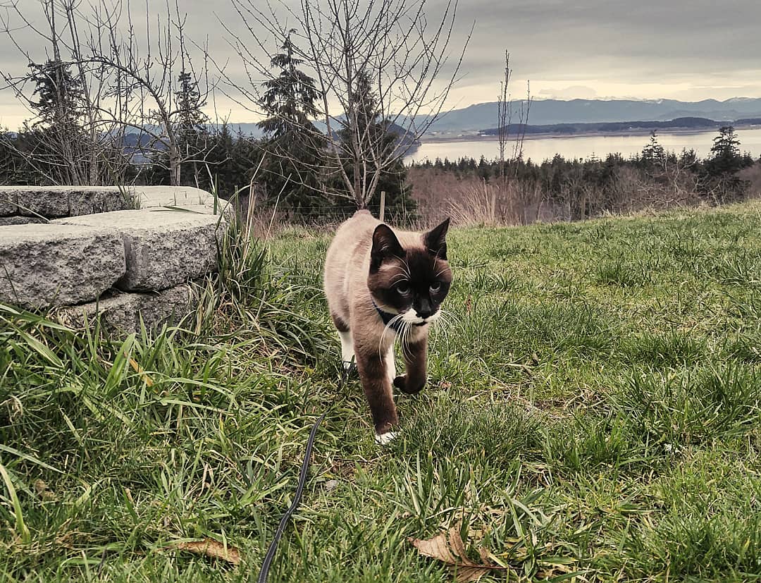AmyHope313's tweet photo. Happy sweet 16 to this old Cesar meezer! 
#catbday #catsoftwitter #rescue #Whidbeyisland #pnw #Washington #adventurecat #nomad #Wanderlust https://t.co/2pFCfKMvOB