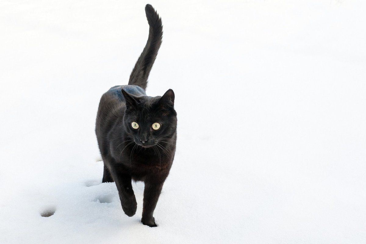 Черная кошка содержание