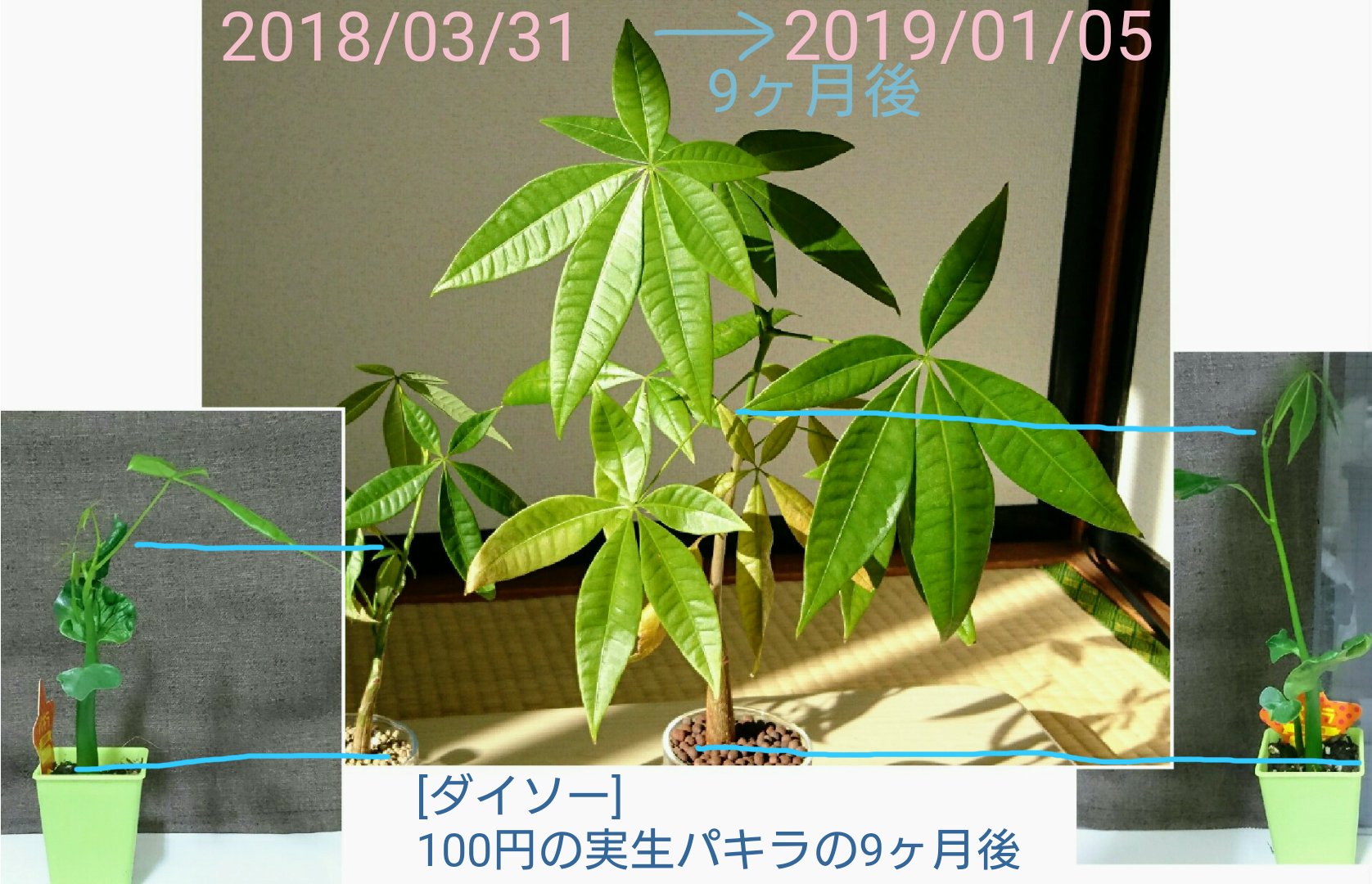 実生パキラ Twitter Search Twitter