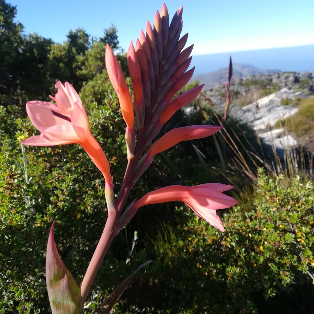 Stunning #tablemountain #watsonias all in full bloom now on our #natural7thwonder of the world. <a href="/lovecapetown/">Love Cape Town</a> <a href="/TMFund/">Table Mountain Fund</a>