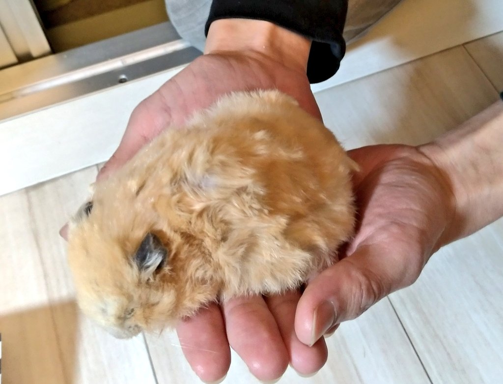 Twitter पर なしこ たけるは去年のクリスマスに亡くなりました 2年半以上 正確な誕生日不明 頑張ってくれた 最後は徐々に食も細くなり 生きているミルワームを食べれなくなり お水も飲めなくなり 排便のお世話もし老衰だったのかなと思います ハムハム