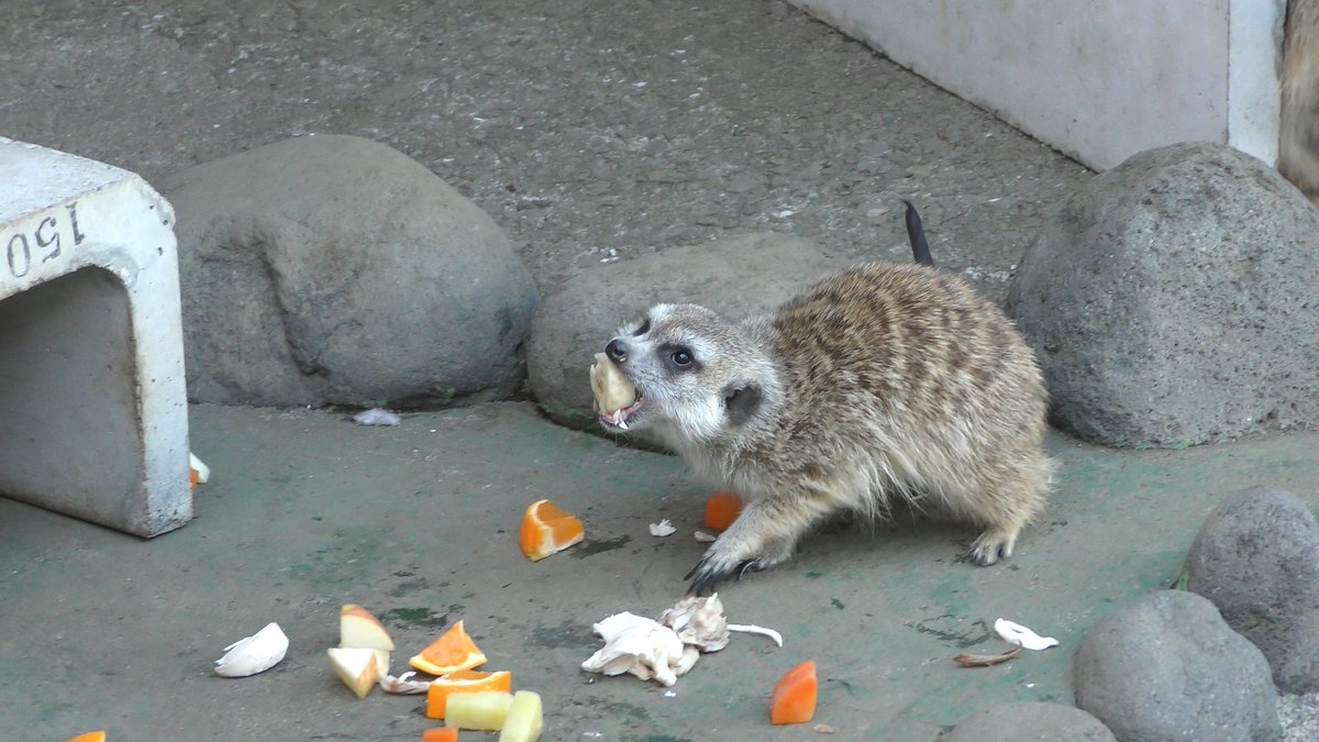 相模原麻溝公園ふれあい動物広場 hashtag on Twitter