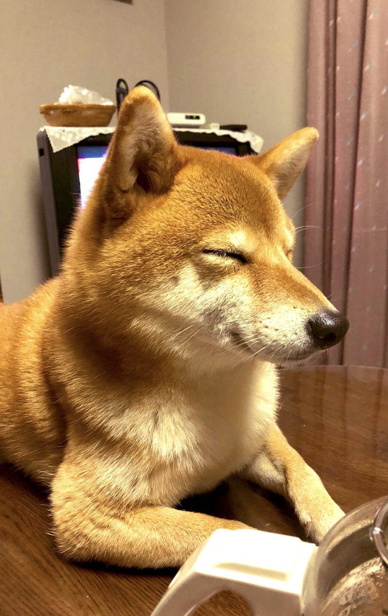 いぬねこ 