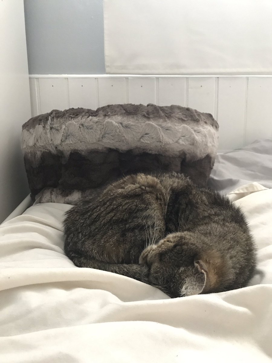 beckluvslobster's tweet photo. Effin’ ungrateful cat - day 2 https://t.co/Xtq1JC3mtP