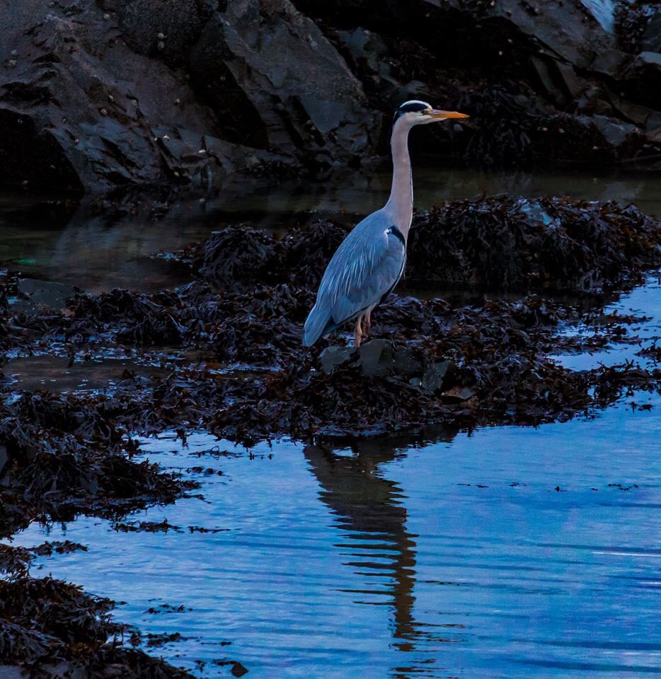 Testing a new lens for astrophotography it’s a simga 150-600 mm sport. Some images down at the local beach. Initial test seem excellent on focus point. Now just waiting on a clear sky <a href="/TPSIreland/">The Planetary Society IE</a> <a href="/sineaddesmond/">Sinéad Desmond</a> <a href="/ArmaghPlanet/">(old handle) Armagh Observatory & Planetarium</a> <a href="/blackrockcastle/">MTU Blackrock Castle Observatory</a> <a href="/JourneyCiaras/">CiarasJourney</a>