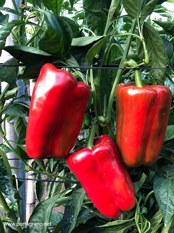 🆙Prieto es el nuevo lamuyo de Unigenia
portagrano.net/home/detalleno…

#Pimientos rectangulares de gran calibre
portagrano.net/home/detalleno…

#semillas #agricultura #Almeria #pepper