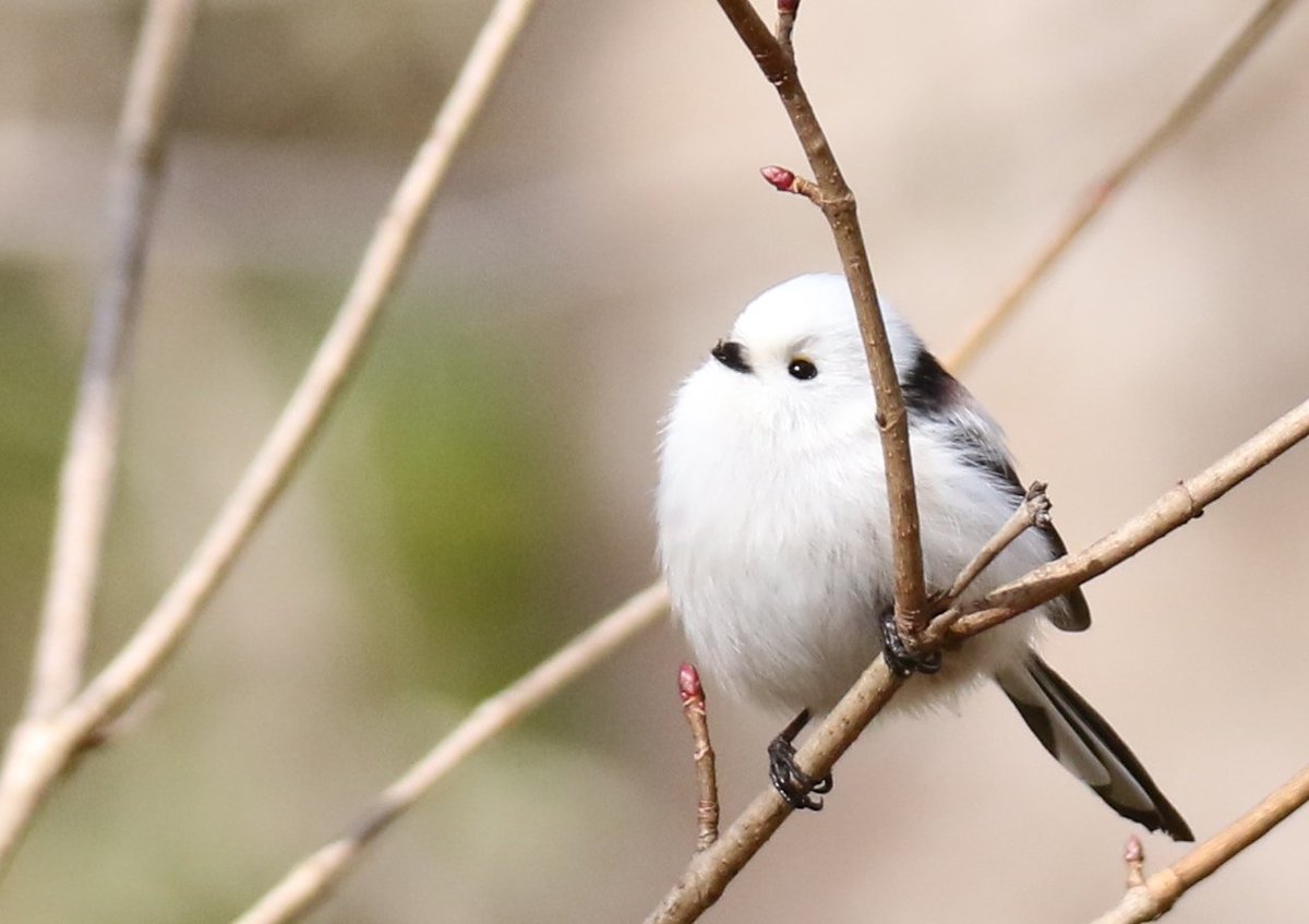 神秘的な生物 希少生物 Albino シマエナガ 北海道に生息する小鳥で その愛らしい容姿から 雪の妖精 と呼ばれている 冬場になると群れでいるのを 見かけることができるそうです