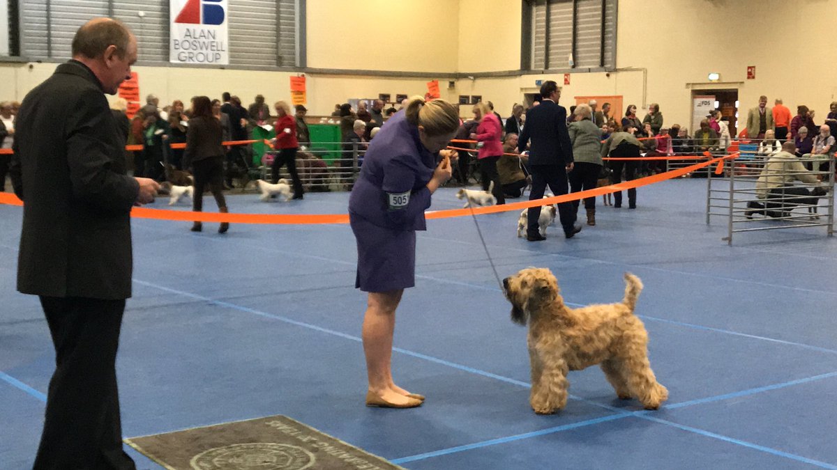 Silkcroft's tweet photo. Chase wins Open Dog Class @Boston Championship #dogshow 2019! Well Done Chase 🐶💪🏻✅ #scwt #iscwt #wheaten #softcoated #wheatenterrier #softcoatedwheatenterrier #dogshow #wheatensoftwitter #bbn #teamsilkcroft #boston https://t.co/5Ijj9umv28