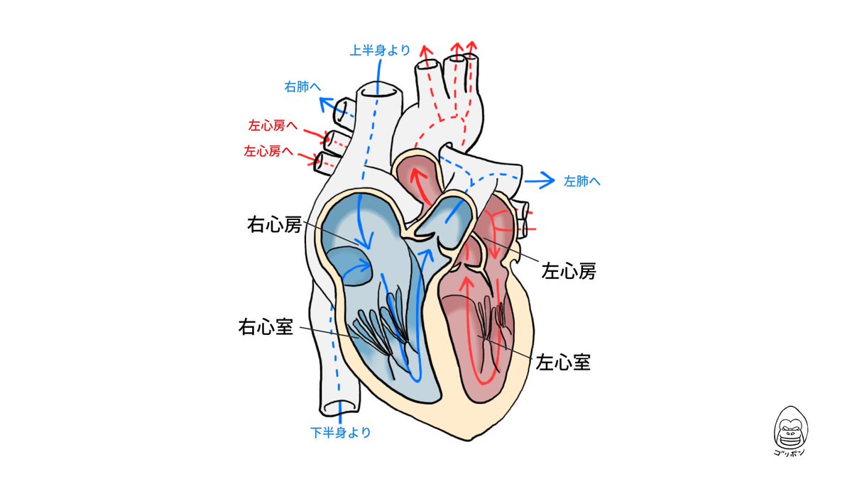 ゴリポン 描きました 心臓 今回は見やすく 血液の流れを意識して これぐらいシンプルに描くと理解がしやすい印象 実際に近い イラストが必要な時と このようにシステムを理解する時のイラストと 分けて描くことも意識して行く イラストで解剖学