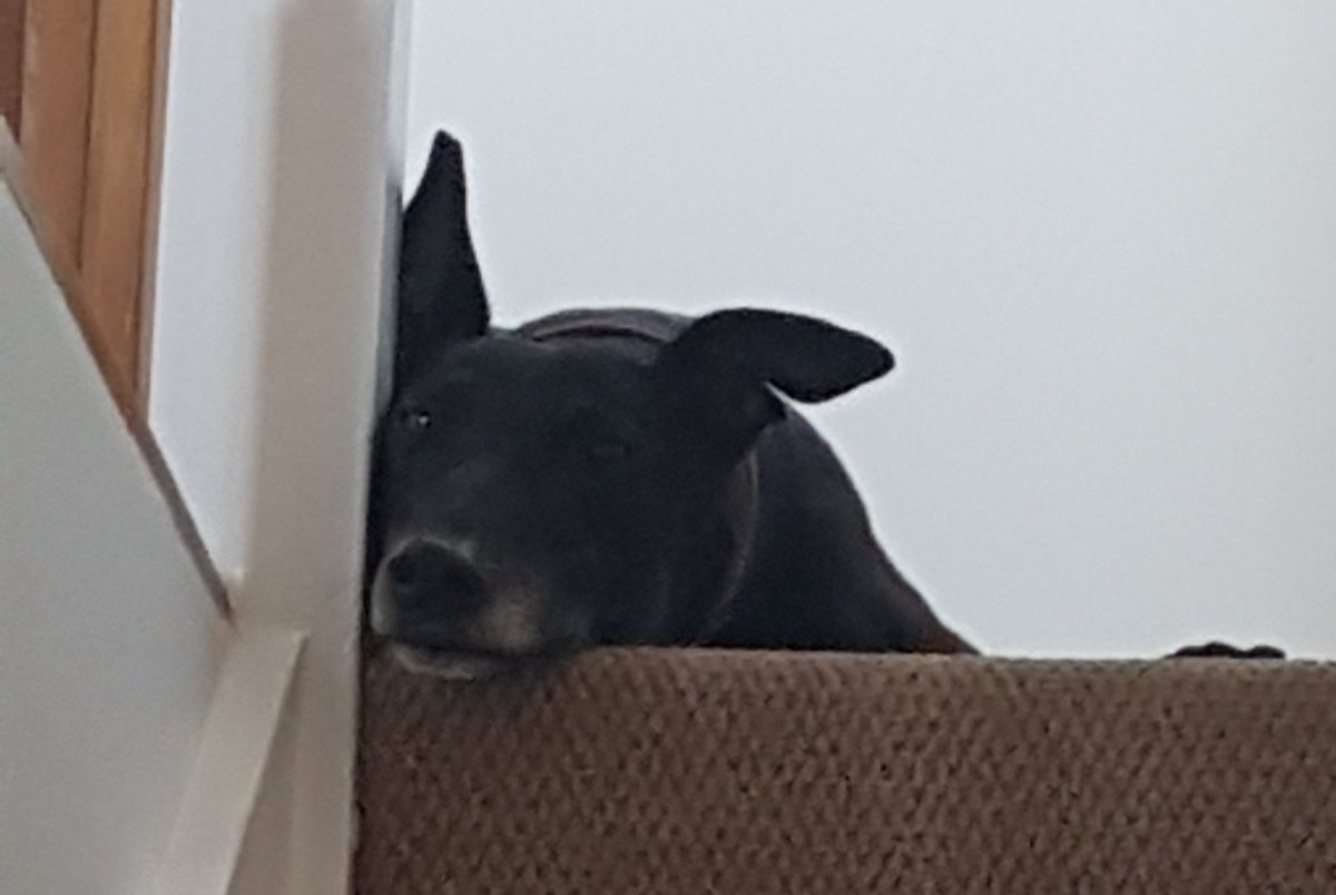 OzzyOzzyOzzy3's tweet photo. Sulking because I had the audacity to use the vacuum 🙄🖤 #greyhound #houndsoftwitter #AdoptDontShop #rescuedog @TiaRescue1 @sighthoundSC #sighthounds https://t.co/EXJhbVKYaJ